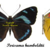 Perisama humboldtii - Image 2