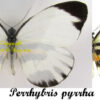 Perrhybris pyrrha - Image 2
