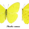 Phoebis sennae - Image 2
