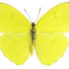 Phoebis sennae