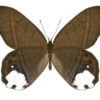 Pierella astyoche astyoche