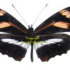 Podotricha telesiphe