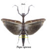 Popa spurca ( spread )