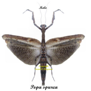 Popa spurca ( spread )