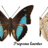 Prepona laertes - Image 2
