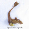 Membracinae sp#1