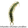 Scolopendra subspinipes piceoflava