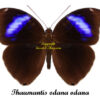 Thaumantis odana odana