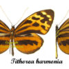Tithorea harmonia - Image 2