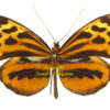Tithorea harmonia