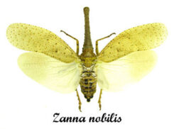 Zanna nobilis ( spread )