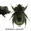 Archophanes cratericollis – Image 2