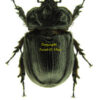 Archophanes cratericollis