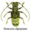 Acmocera olympiana