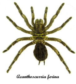 Acanthophrynus sp. ( spread )