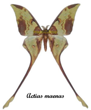 Actias maenas diana