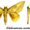 Adeloneivaia acuta - Image 2