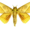 Adeloneivaia acuta