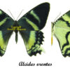 Alcides orontes - Image 2