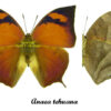 Fountainea  eurypyle ( =Anaea tehuana) - Image 2