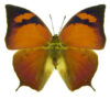 Fountainea  eurypyle ( =Anaea tehuana)
