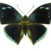 Polygrapha ( Anaea ) xenocrates xenocrates