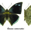 Polygrapha ( Anaea ) xenocrates xenocrates – Image 2