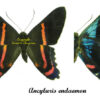 Ancyluris endaemon - Image 2