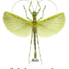 Aschiphasma annulipes ( spread )