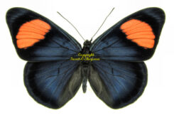 Batesia hypochlora f. chrysochlora