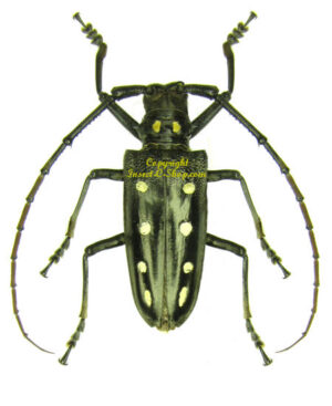 Batocera parryi guttata