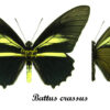 Battus crassus - Image 2
