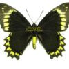 Battus madyes chlorodamus