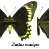 Battus madyes chlorodamus - Image 2