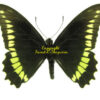 Battus polydamas