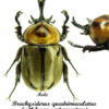 Brachysiderus quadrimaculatus - Image 2