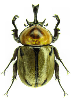 Peru Brachysiderus quadrimaculatus Male 30mm+ ....!! Insect 