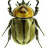 Brachysiderus quadrimaculatus