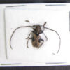 Odontolamia sellata - Image 2