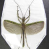 Aschiphasma annulipes ( spread ) - Image 2