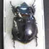 Archophanes cratericollis – Image 3