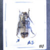 Acmocera olympiana - Image 2