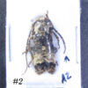 Acmocera olympiana - Image 3