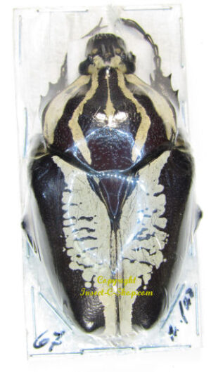 Goliathus regius  ab. undulus – Image 3