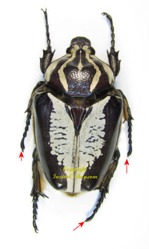 Goliathus regius  ab. undulus – Image 2