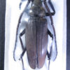 Megopis sinica sinica - Image 2