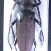 Megopis sinica sinica - Image 3