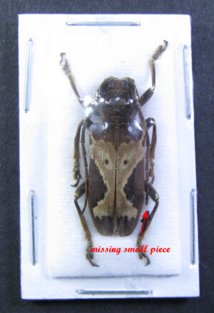 Baraeus taeniolatus - Image 2