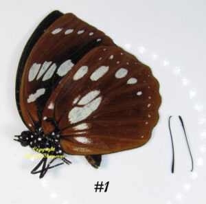 Euxanthe madagascariensis - Image 2