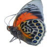 HYBRID Agrias claudina lugens / Agrias beata - Image 2